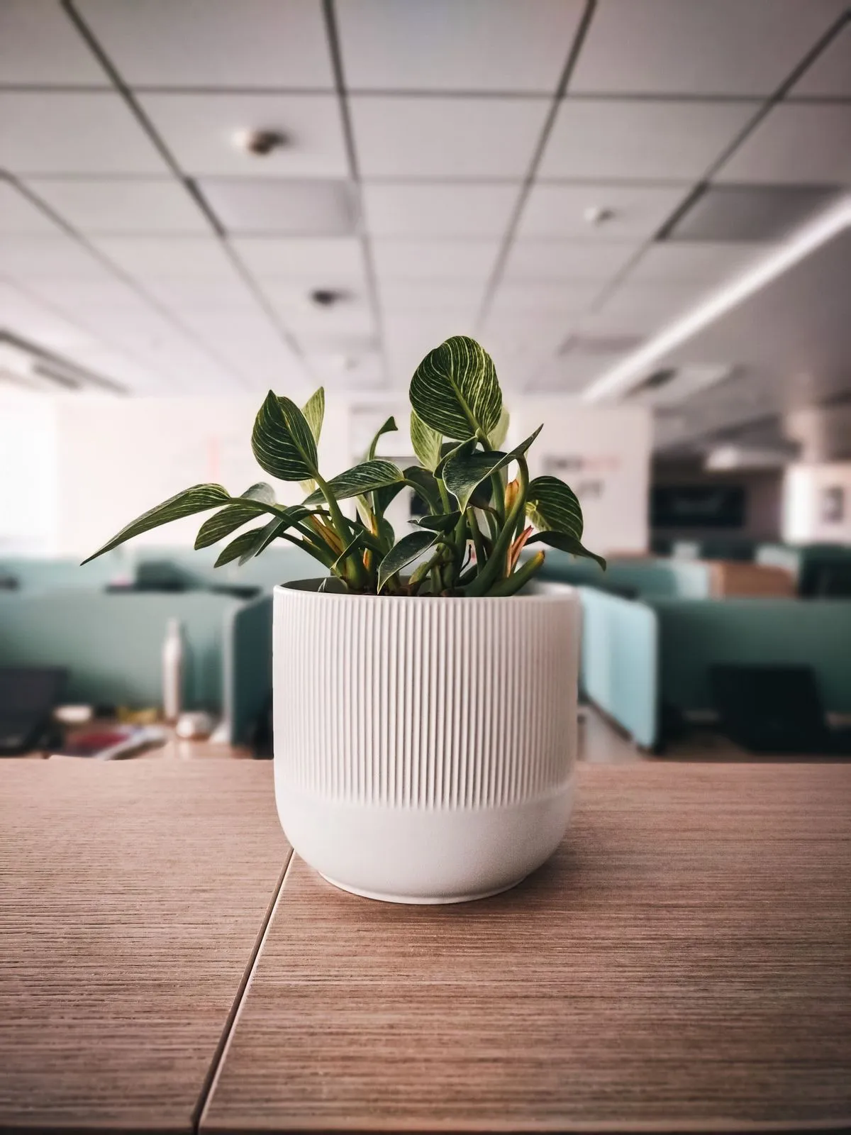 Vaso Geométrico para Suculenta